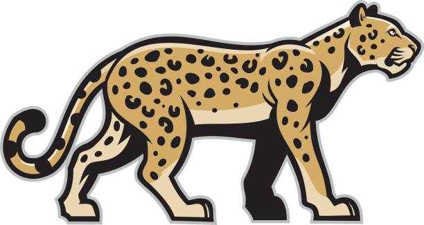 ilustrações, clipart, desenhos animados e ícones de mascote majestosa do leopardo - tiger roaring danger power
