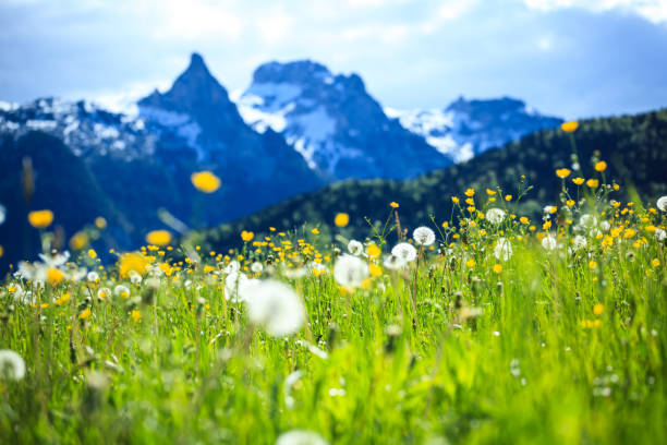 alpen landscape - green field meadow full of spring flowers - selective focus (for diffrent focus point check the other images in the series) - mountain european alps meadow landscape imagens e fotografias de stock