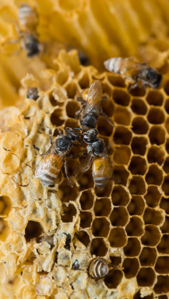 istock Honey bees climbing on the hive 688049678