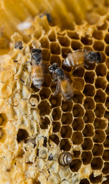 istock Honey bees climbing on the hive 688049680