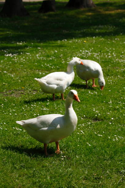 istock White house geese on a meadow 688050012