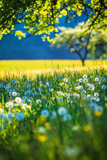 alpen landscape - green field meadow pełne wiosennych kwiatów - selektywne skupienie (dla różnych punktów ostrości sprawdź inne obrazy z serii) - vertical panorama zdjęcia i obrazy z banku zdjęć