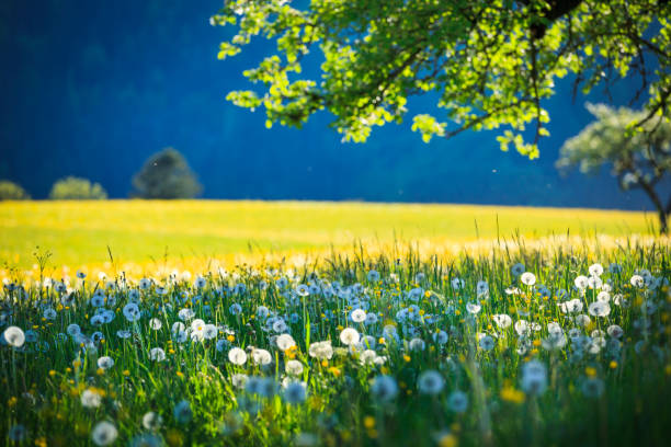 Alpen Landscape - Green Field Meadow full of spring flowers - selective focus (For diffrent focus point check the other images in the series) stock photo