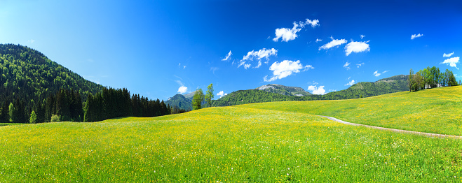 Alpen Landscape - Green Field Meadow full of spring flowers