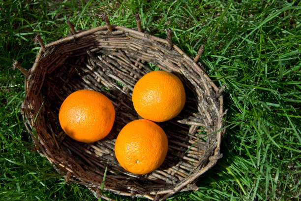 istock Three oranges of an old basket. 688054262