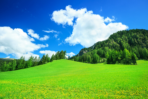 Alpen Landscape - Green Field Meadow full of spring flowers