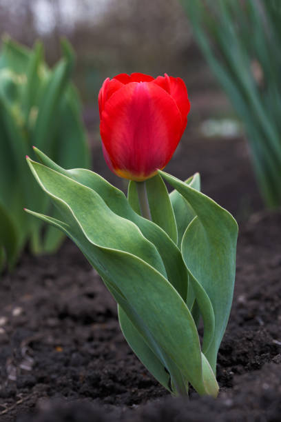 istock Lonely red tulip is sober to the ground 688057338