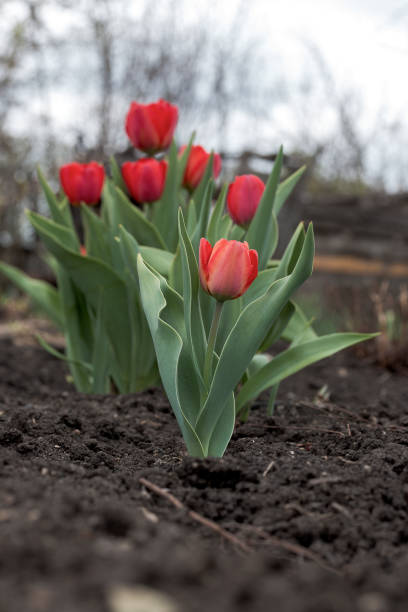istock Flower red tulip grows on the ground 688057356