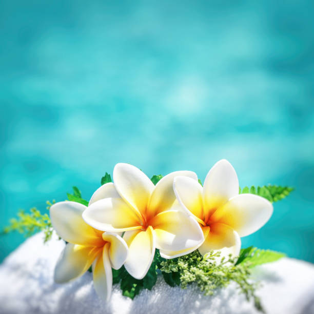 Frangipani flowers border Frangipani flowers border over blue water background, spa still life, travel and tourism, conceptual photo of a summer vacation with copy space frangipani stock pictures, royalty-free photos & images