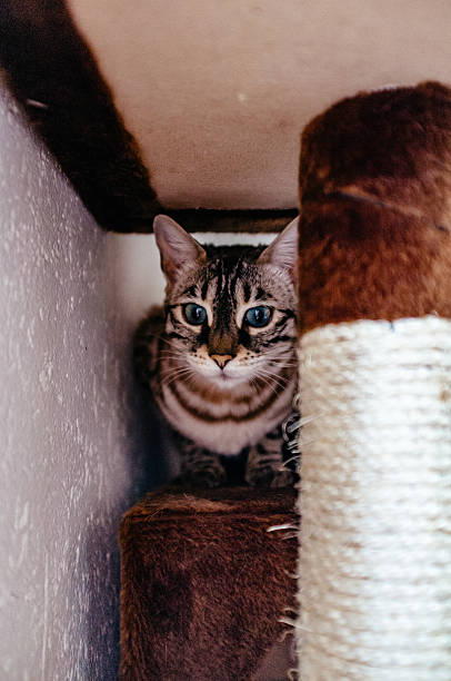 istock Portrait Of Cat Below Scratching Pole 688061155