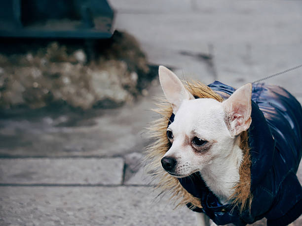 istock High Angle View Of Chihuahua Looking Away On Footpath 688063167