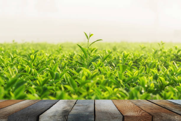 wood floor on green tea and fresh leaves wood floor on green tea and fresh leaves cameron montana stock pictures, royalty-free photos & images