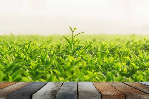 Photo of wood floor on green tea and fresh leaves