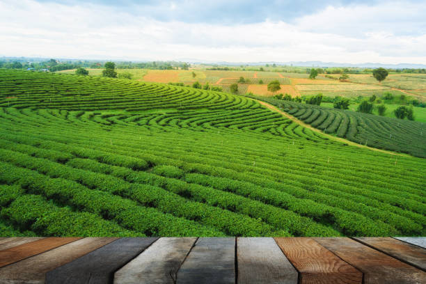 istock wood floor on green tea farm, Chiang Rai 688067708