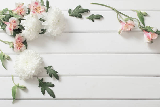 istock chrysanthemum on white  wooden background 688068832