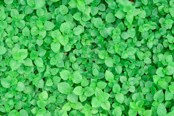 istock Small green leaves plant texture and background 688070564