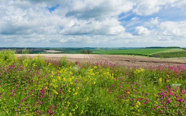 istock Wild flowers bordering farmland in the Wolds. 688072668
