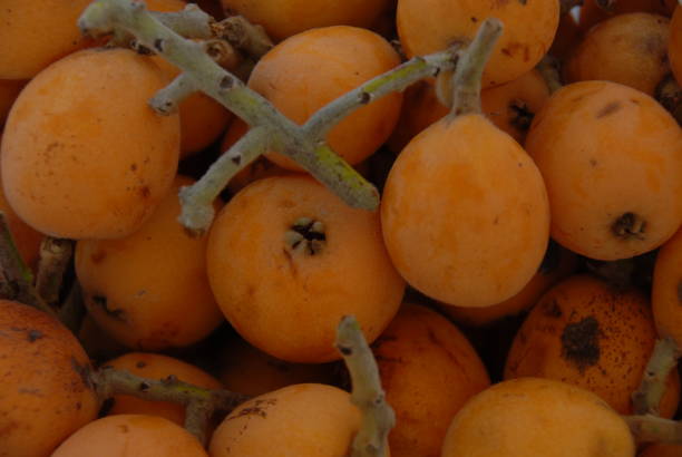 istock Medlars in cardboard from Spain 688073726