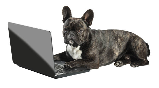 istock French bulldog lying with laptop 688080550