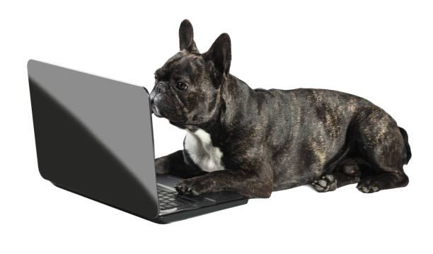 istock French bulldog lying with laptop 688081392