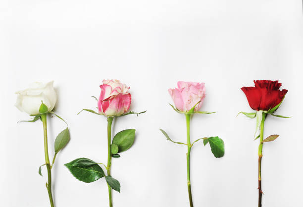istock Colorful rose in the white table. Flat lay 688089154