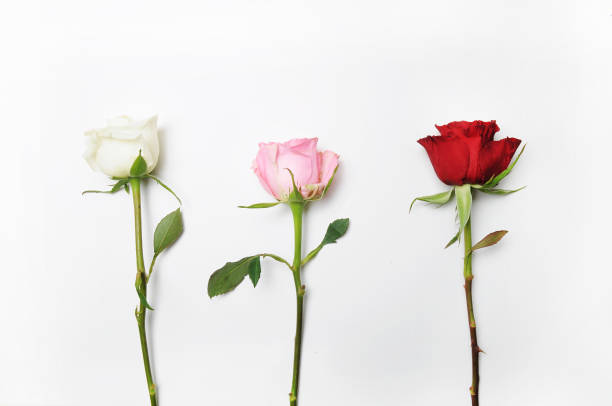 istock Colorful rose in the white table. Flat lay 688089158