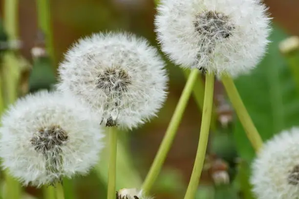 Image of a cluster of dandelian stalks topped with the whispy, feathery seeds of the plant