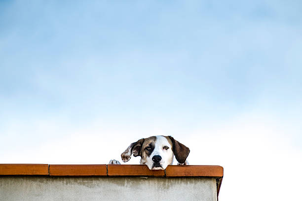 Three black dogs leaning over the wall of a rooftop. It is quite common for households to keep dogs on their roofs in Mexico, sometimes as a kind of alarm system.