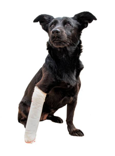 Black dog’s leg is wrapped in a bandage. Black dog’s leg is wrapped in a bandage. Broken paw, painful stare. insurance pets dog doctor stock pictures, royalty-free photos & images