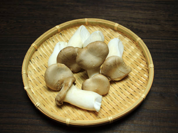 istock King Oyster mushroom isolated 688104268
