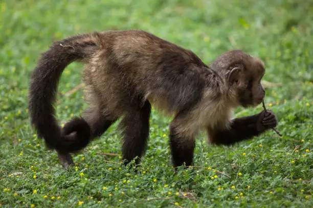 Golden-bellied capuchin (Sapajus xanthosternos), also known as the yellow-breasted capuchin.