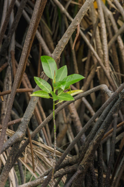 istock Mangrove growing in the mangroves 688107554