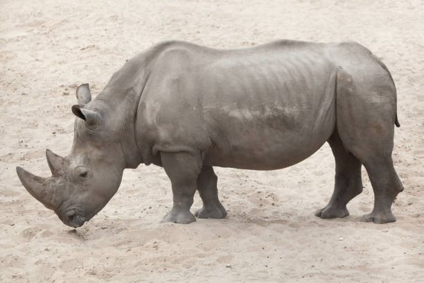 istock Southern white rhinoceros (Ceratotherium simum simum). 688107662