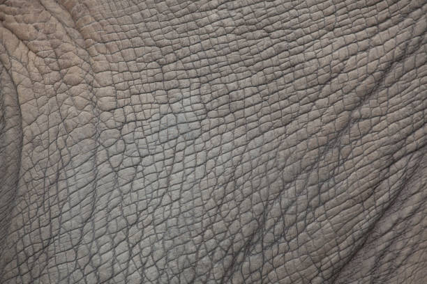 istock Southern white rhinoceros (Ceratotherium simum simum). 688107738