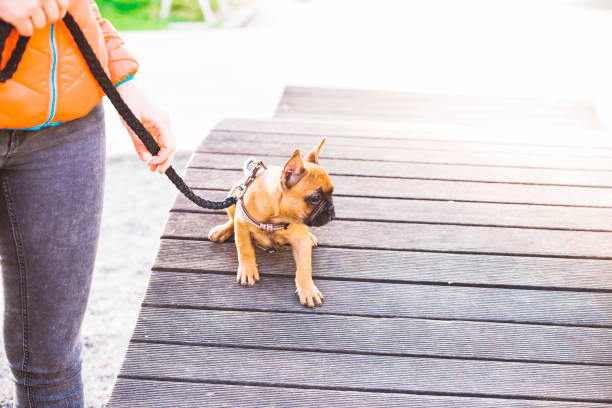 istock Tiny puppy in a big new world 688107870