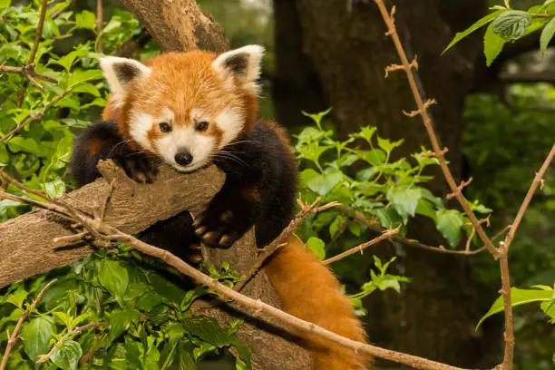 A juvenile Red Panda climbing in a tree