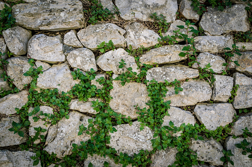 Tiled stack stone wall with green creeper plant as background.