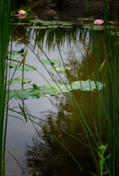istock The garden pond. 688120742