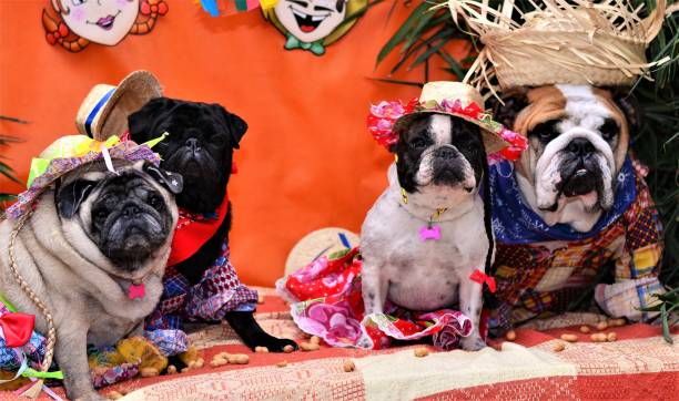 istock The June dogs feast 688120934