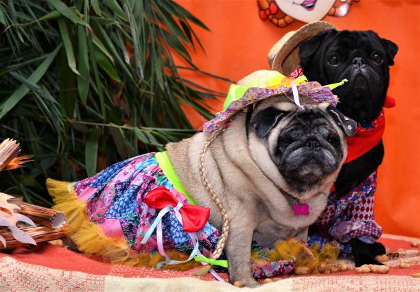 istock Couple pug hillbilly at junina party 688120946
