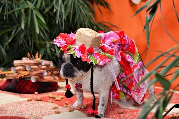 istock French bulldog dressed in june party 688121018