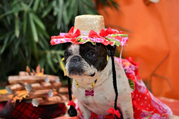istock French bulldog warming up at junina party bonfire 688121146