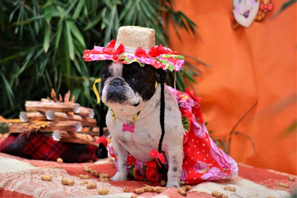 istock French bulldog at the junina party 688121162