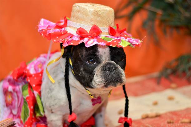 istock French Bulldog in a june party hat 688121170