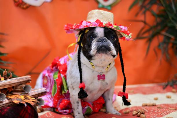 istock French Bulldog ready to enjoy junina party 688121180