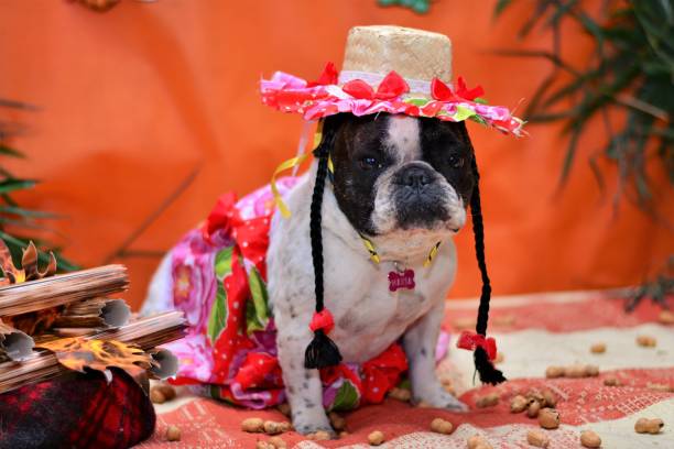 istock Beautiful bulldog dressed as caipirinha for junina party 688121220