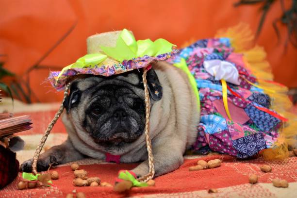 istock Pug dress for party Junina 688121238