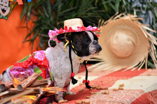 istock French Bulldog dressed for Junina Party 688121258