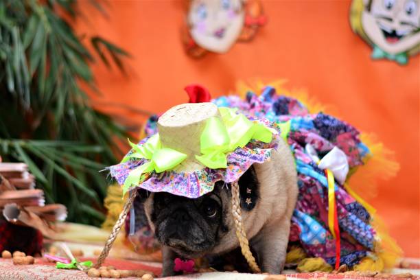 istock Pug in hat and skirt for junina party 688121328