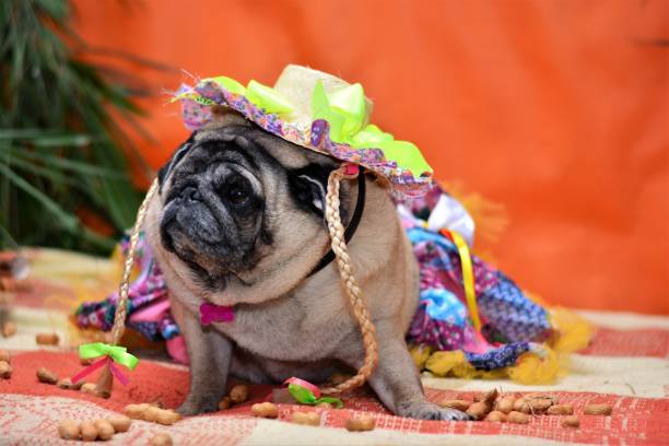 istock Ready for the june party dance 688121334